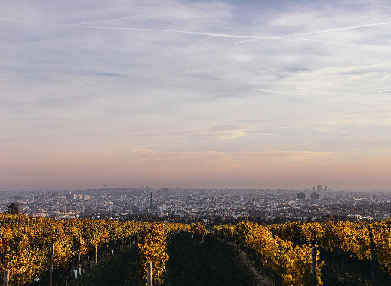 Weinreben mit Blick auf Wien