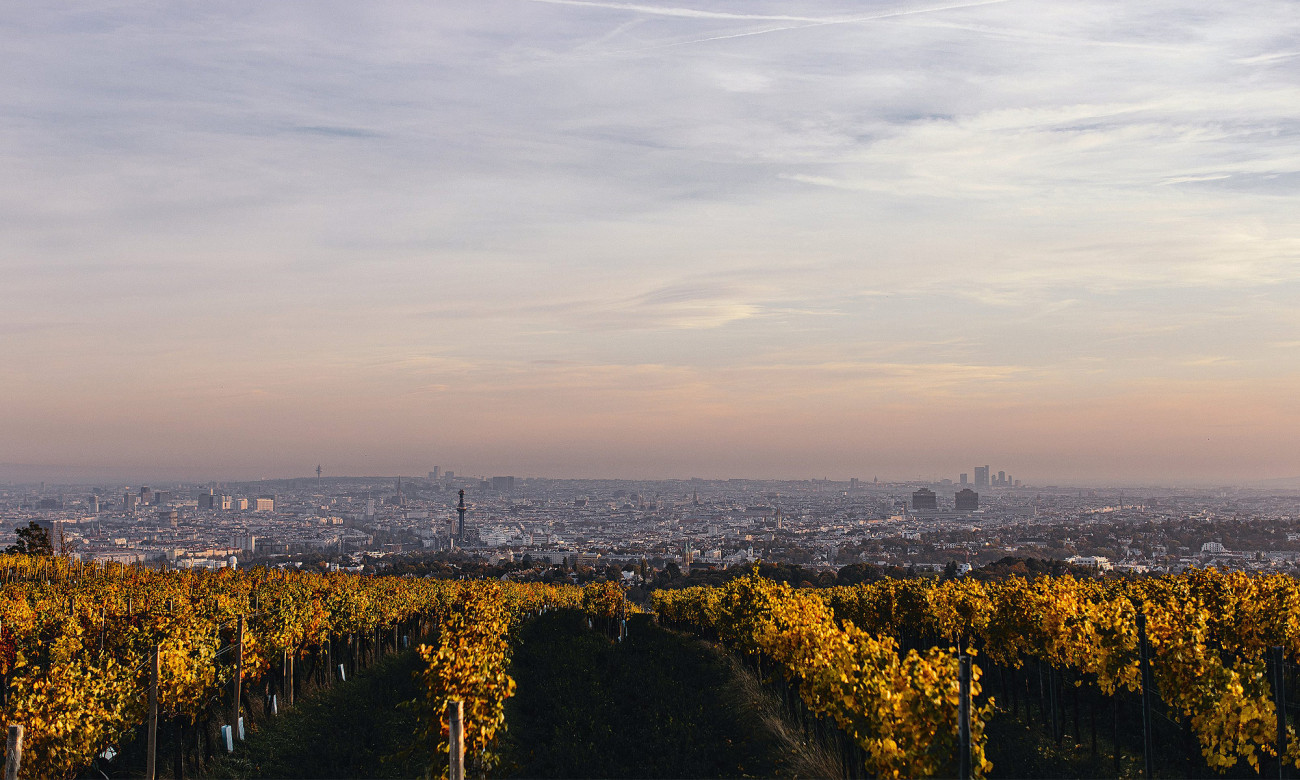 Weinreben mit Blick auf Wien